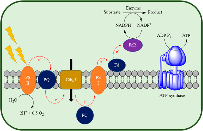 圖 2.通過使用存在于光養(yǎng)微生物細胞內的光系統(tǒng)以及異源氧化還原酶來表示體內光生物催化 NADPH 再生。